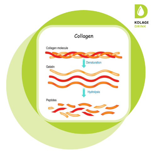 Collagen (5)